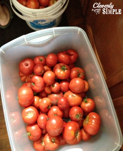 How to Can Tomatoes - Tomatoes