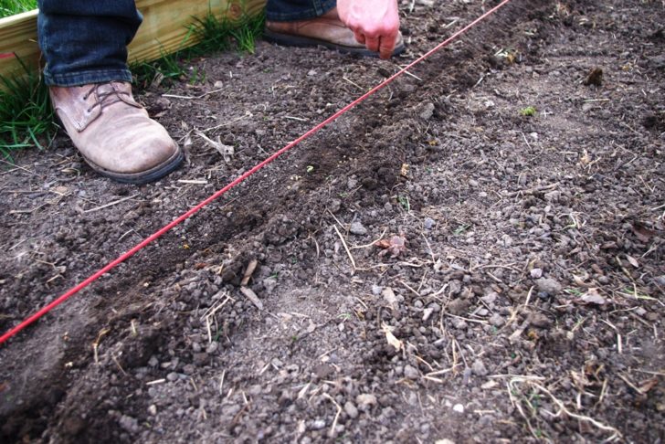 Planting seeds along a line