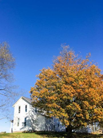 white house with fall tree