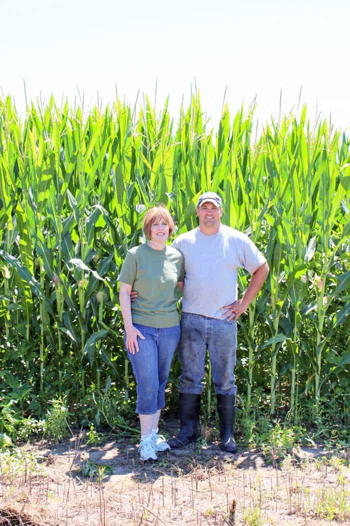 corn growing in Ohio