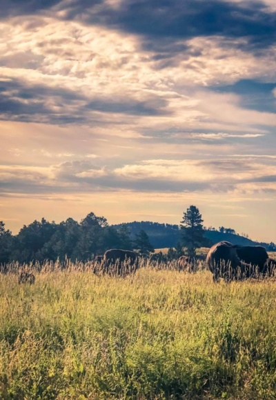 bison in South Dakota