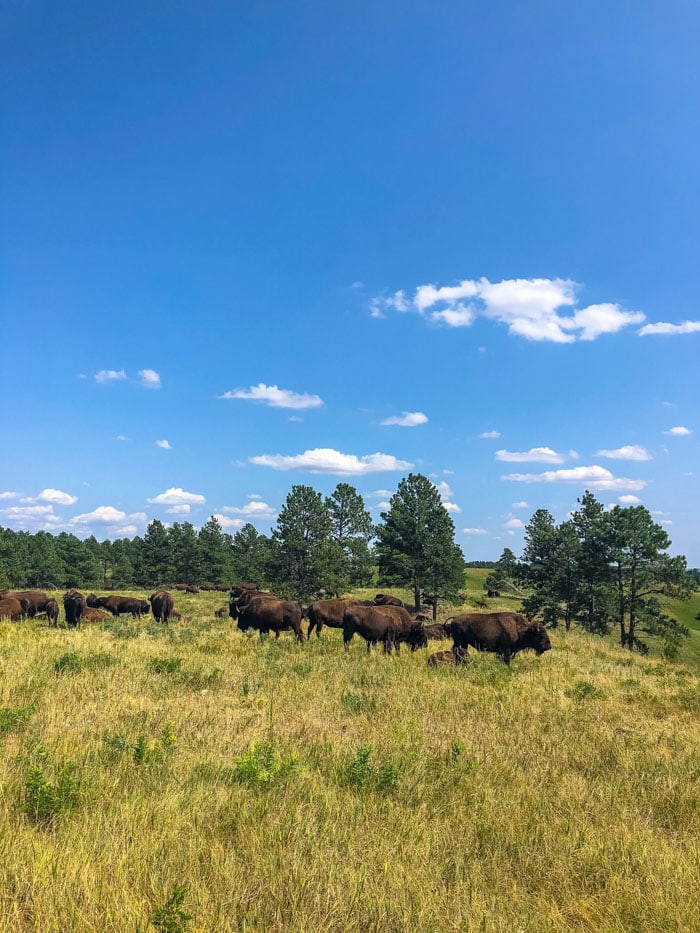 bison at Custer State Park